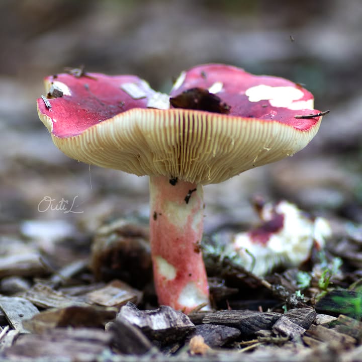 Outi Liukkonen Photography