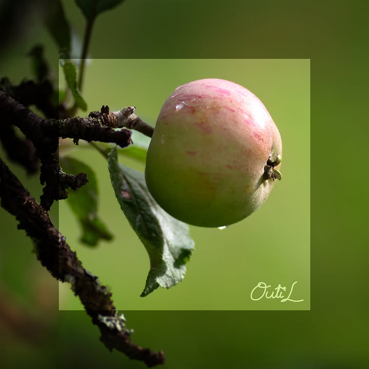 Outi Liukkonen Photography