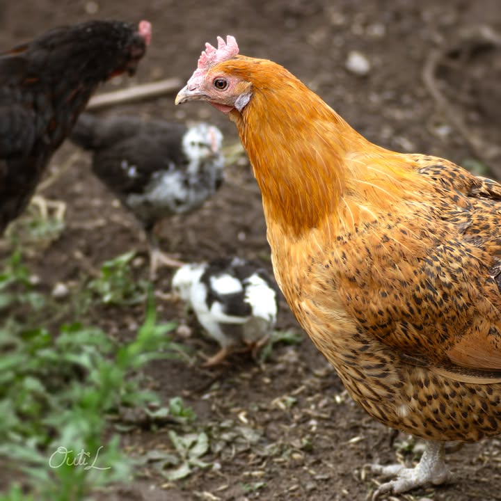 Outi Liukkonen Photography