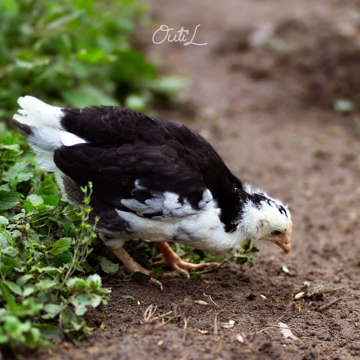 Outi Liukkonen Photography