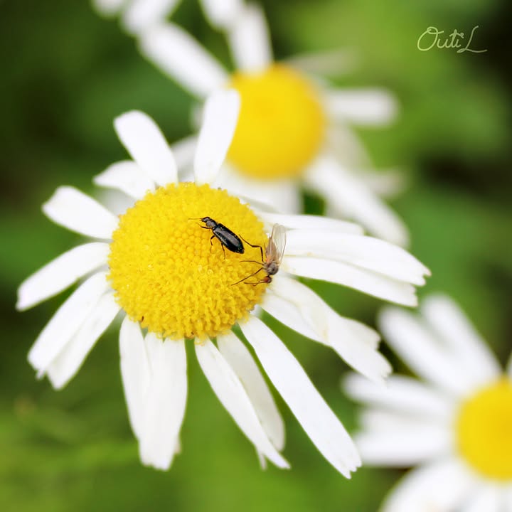 Outi Liukkonen Photography