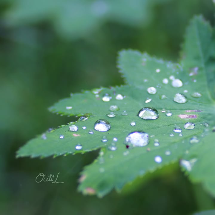 Outi Liukkonen Photography