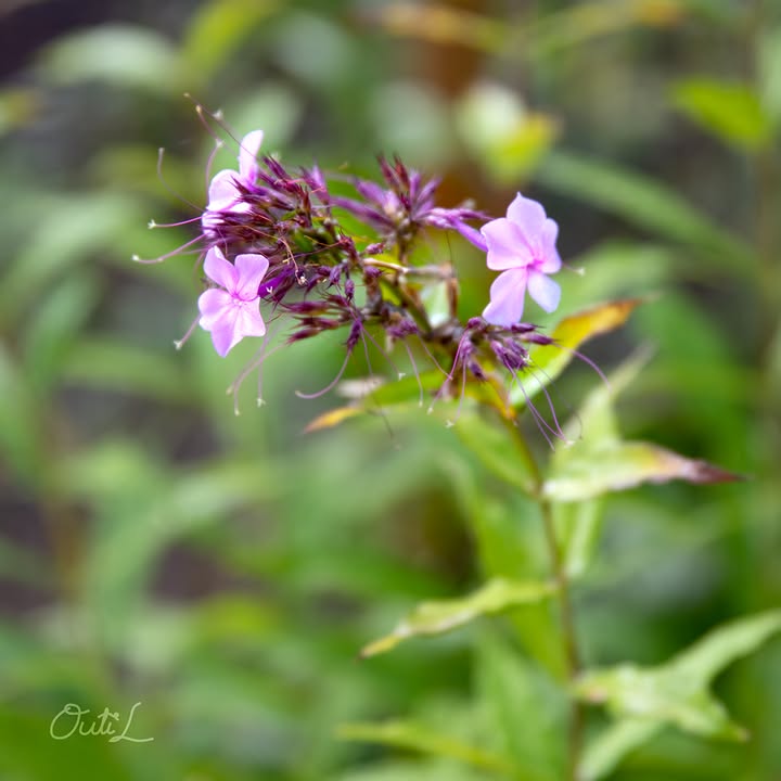 Outi Liukkonen Photography