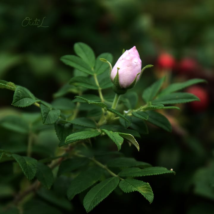 Outi Liukkonen Photography