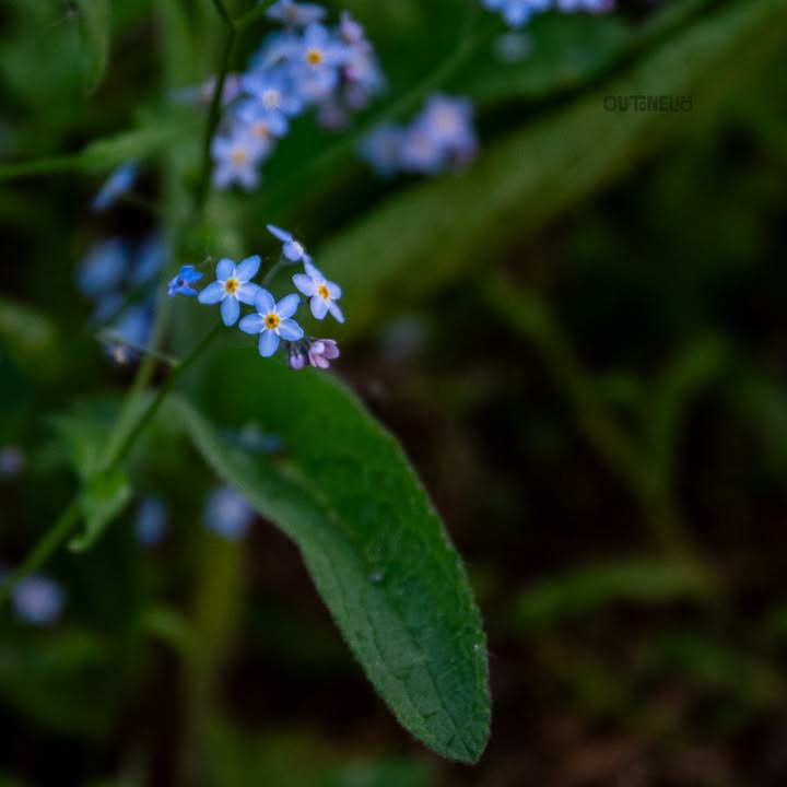 Outi Liukkonen Photography